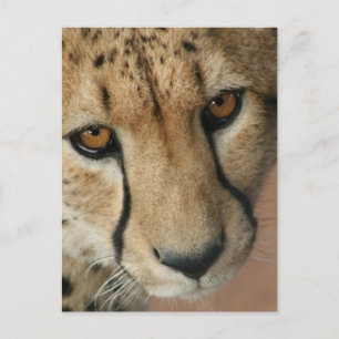 Cheetah Cat Postcard Vykort
