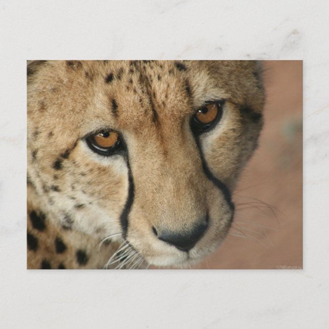 Cheetah Cat Postcard Vykort (Framsida)