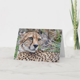 Cheetah Cat Vild Animal Art Note Card Kort