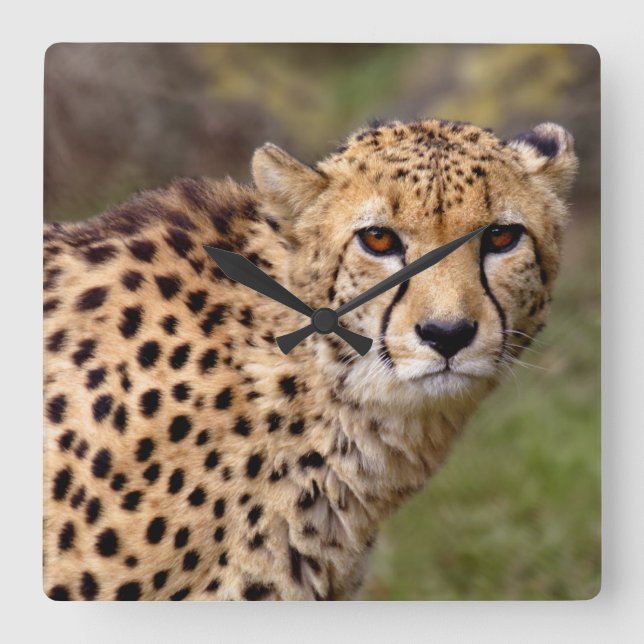 Cheetah Clock Fyrkantig Klocka (Framsida)