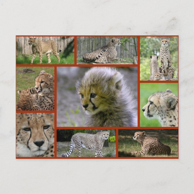 Cheetah-Collage 001 Poster Meddelande Vykort (Framsida)