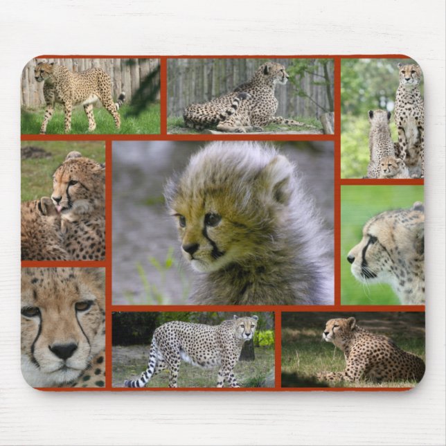 Cheetah-Collage 001 Poster Musmatta (Framsidan)