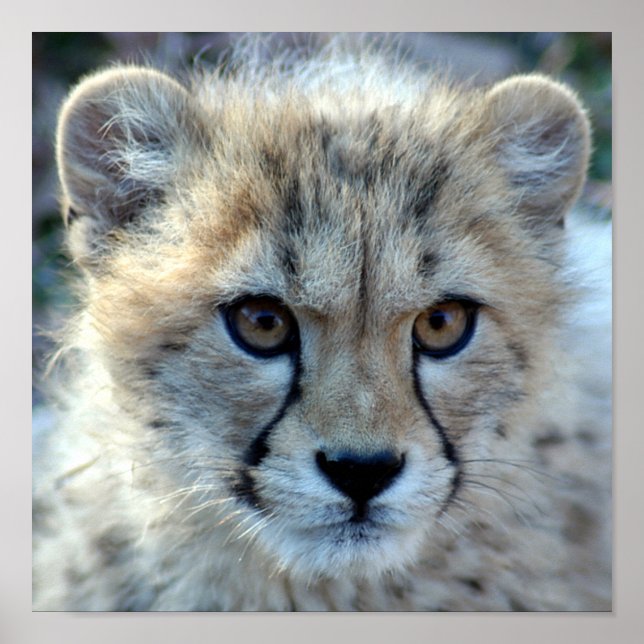 cheetah-cub10x10 poster (Framsidan)