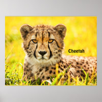 Cheetah, djur av kattfamiljen