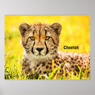 Cheetah, djur av kattfamiljen poster