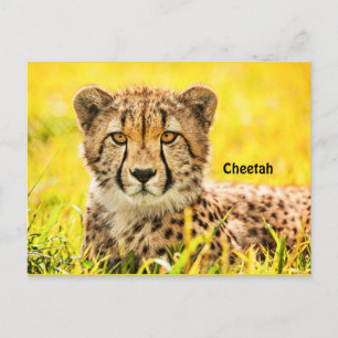 Cheetah, djur i kattfamiljen vykort