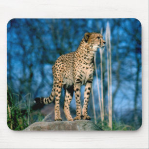 Cheetah-djur Musmatta