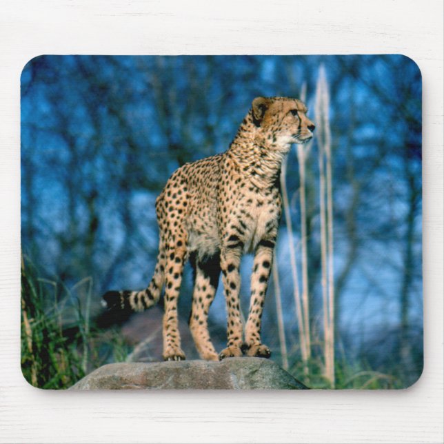 Cheetah-djur Musmatta (Framsidan)
