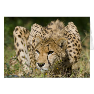 Cheetah Down Low Hälsningskort