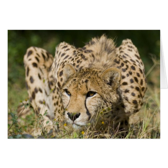 Cheetah Down Low Hälsningskort (Framsidan Horizontal)