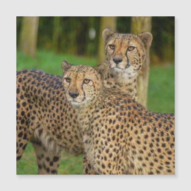 Cheetah Duo (Framsida)