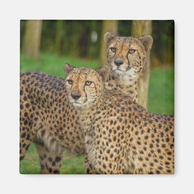 Cheetah Duo Magnet (Framsidan)