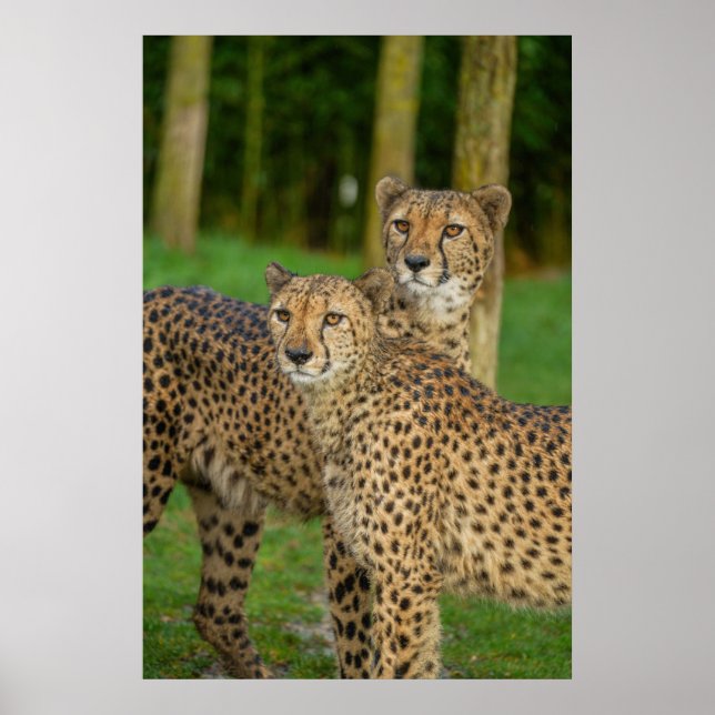 Cheetah Duo Poster (Framsidan)