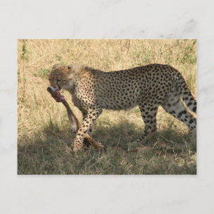 cheetah Eats Vykort