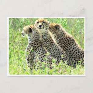 cheetah-familj vykort