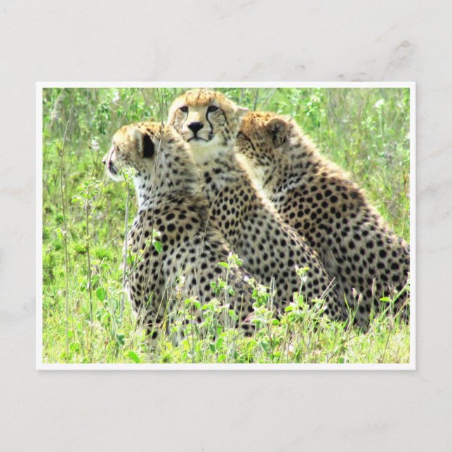 cheetah-familj vykort (Framsida)