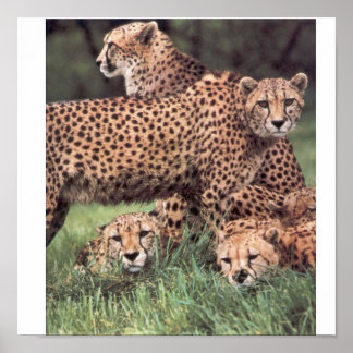 Cheetah-familjen Poster