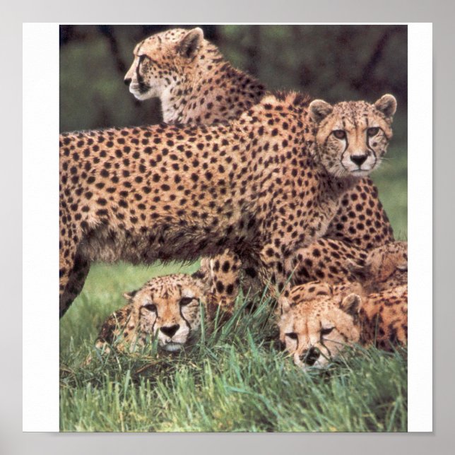 Cheetah-familjen Poster (Framsidan)