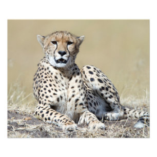 Cheetah Fototryck