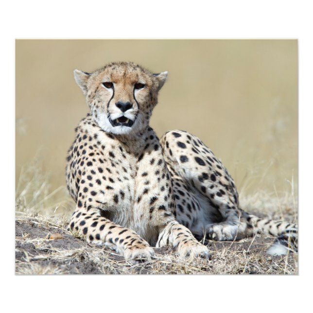 Cheetah Fototryck (Framsidan)
