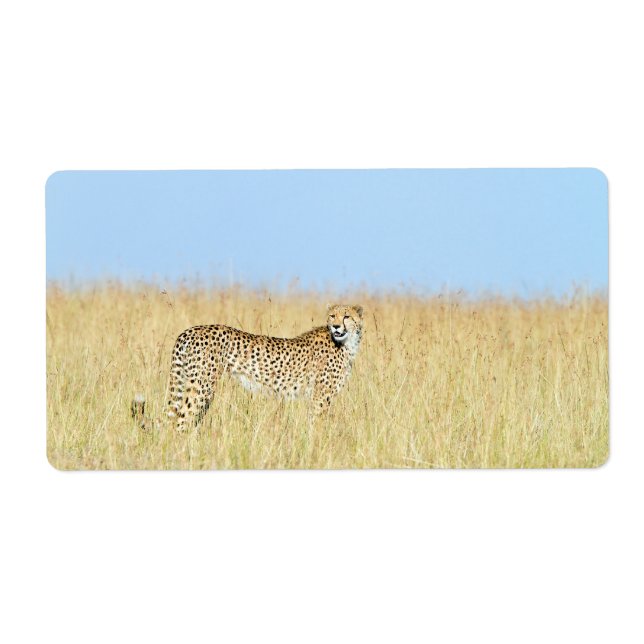 Cheetah Fraktsedel (Framsidan)