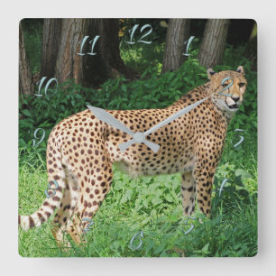 Cheetah Fyrkantig Klocka