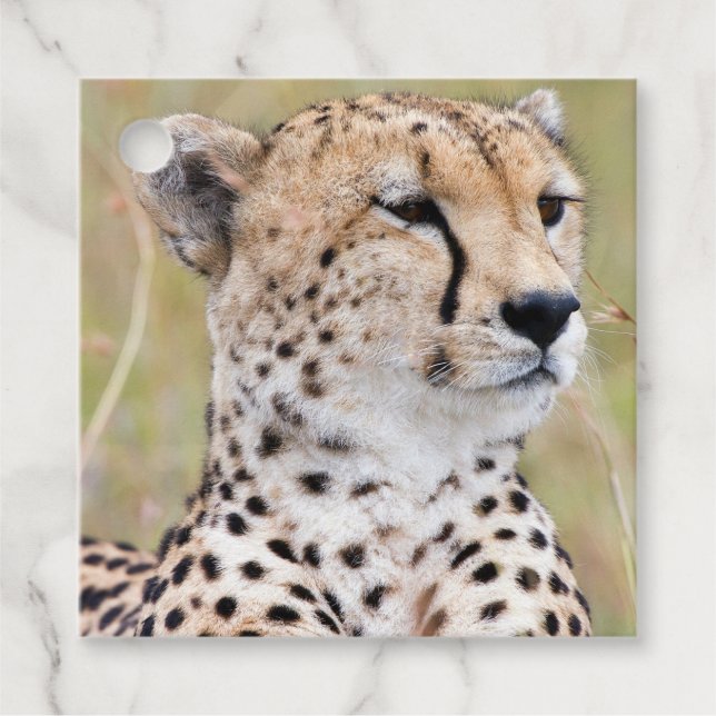 Cheetah Gåvor Etiketter (Framsida)