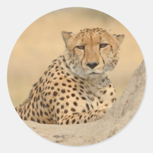 Cheetah Gaze Sticker Runt Klistermärke
