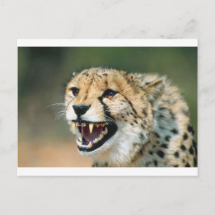 Cheetah Growl Vykort