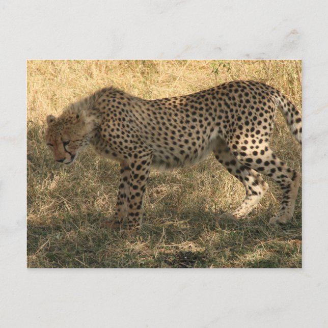 cheetah-hållning vykort (Framsida)