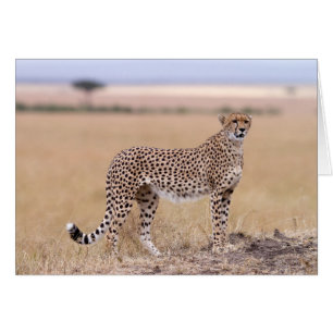 Cheetah Hälsningskort