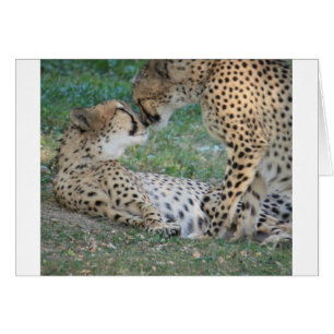 Cheetah Hälsningskort
