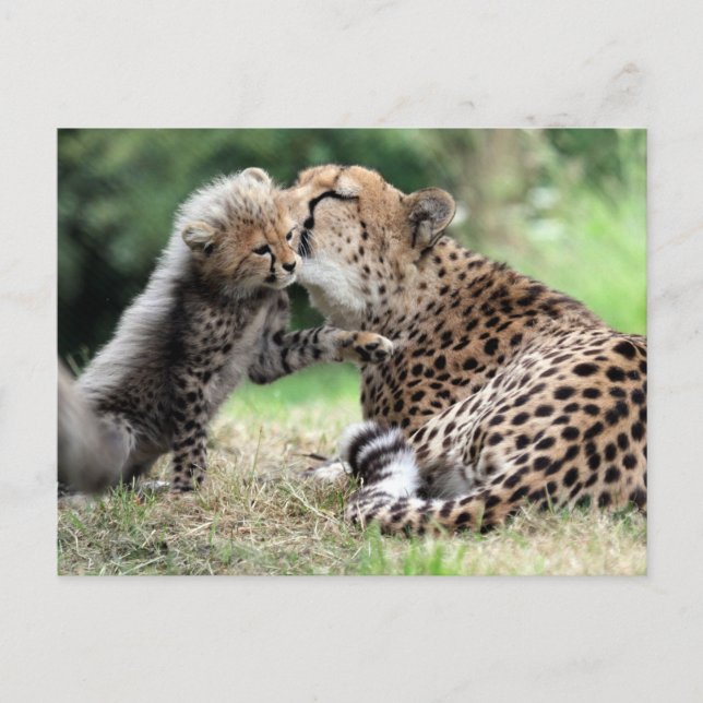 Cheetah Hona & Unge Vykort (Framsida)