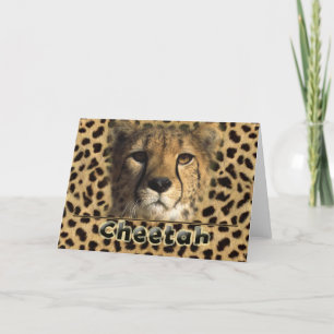 CHEETAH HUAD HELGKORT