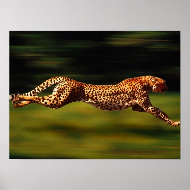 Cheetah Hunting Hans Be Poster (Framsidan)