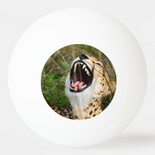 Cheetah huvud och tänder. Arg cheetah. Afrika Pingisboll