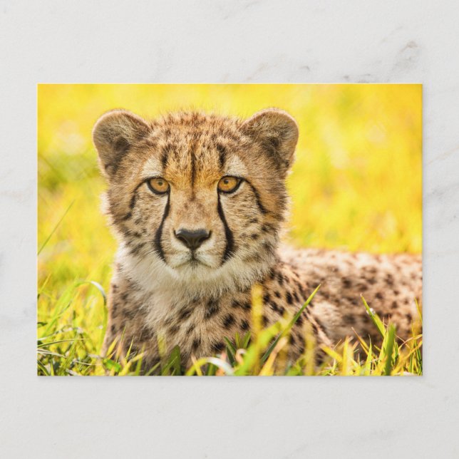 Cheetah i Grass Vykort (Framsida)