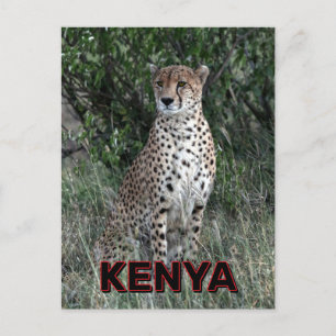 Cheetah i Kenya Vykort