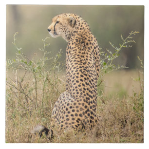 Cheetah i naturligt afrikansk miljö kakelplatta