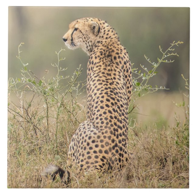 Cheetah i naturligt afrikansk miljö kakelplatta (Framsidan)