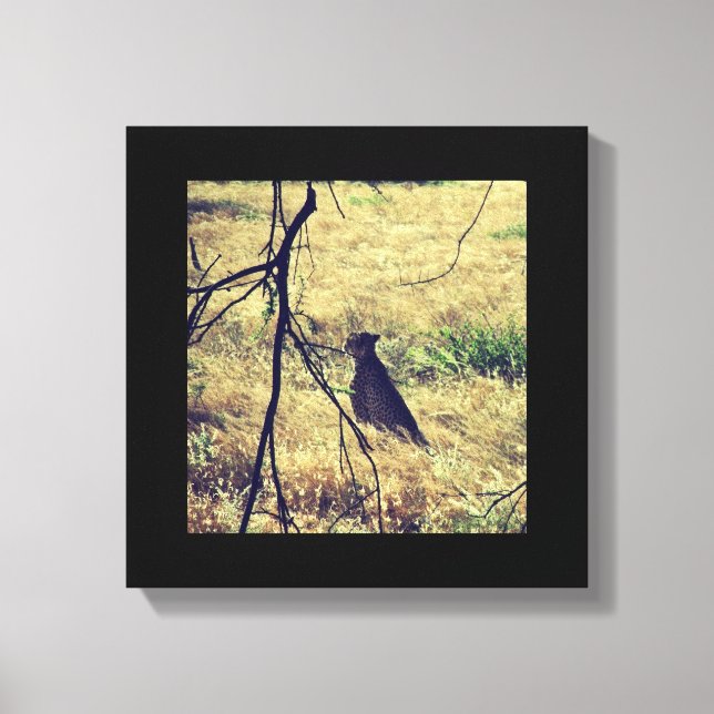 Cheetah i Samburu Canvastryck (Framsida)