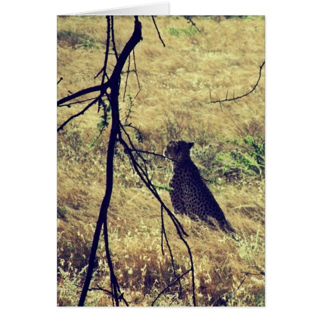 Cheetah i Samburu Hälsningskort (Framsidan)