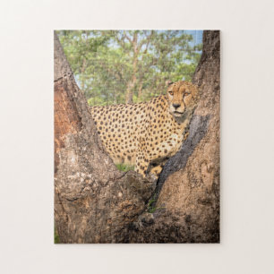 Cheetah i Träd Puzzle Pussel