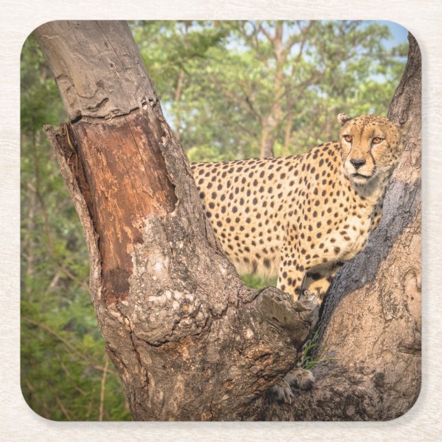 Cheetah i trädunderlägg underlägg papper kvadrat (Framsidan)