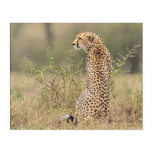 Cheetah i Vild African Setting