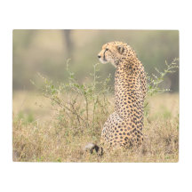 Cheetah i Vild African Setting Metall Print