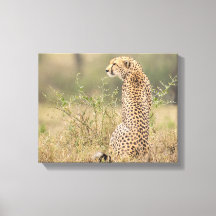 Cheetah i Vilden Anger Wrapped Canvas Print