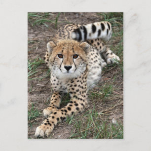 Cheetah Info Card Vykort