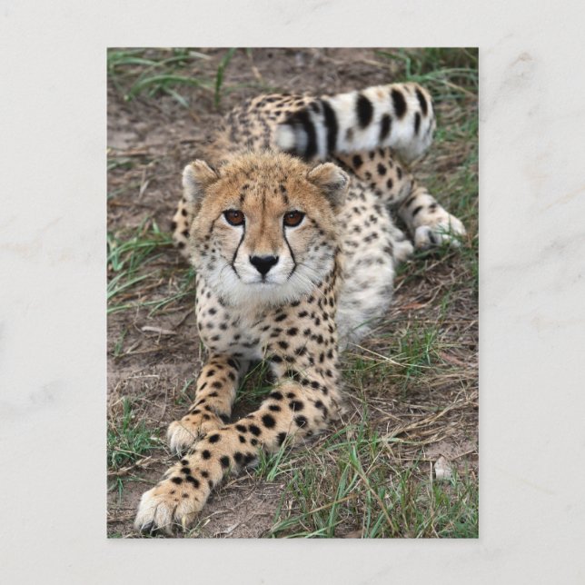 Cheetah Info Card Vykort (Framsida)