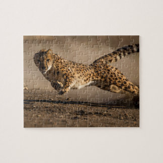 Cheetah Jigszawa Puzzle Pussel